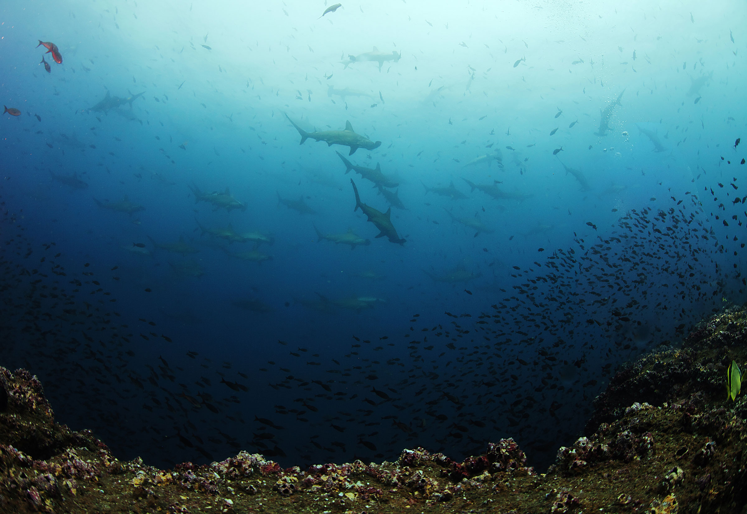 Galapagos Islands Wildlife Guide Hammerhead Sharks