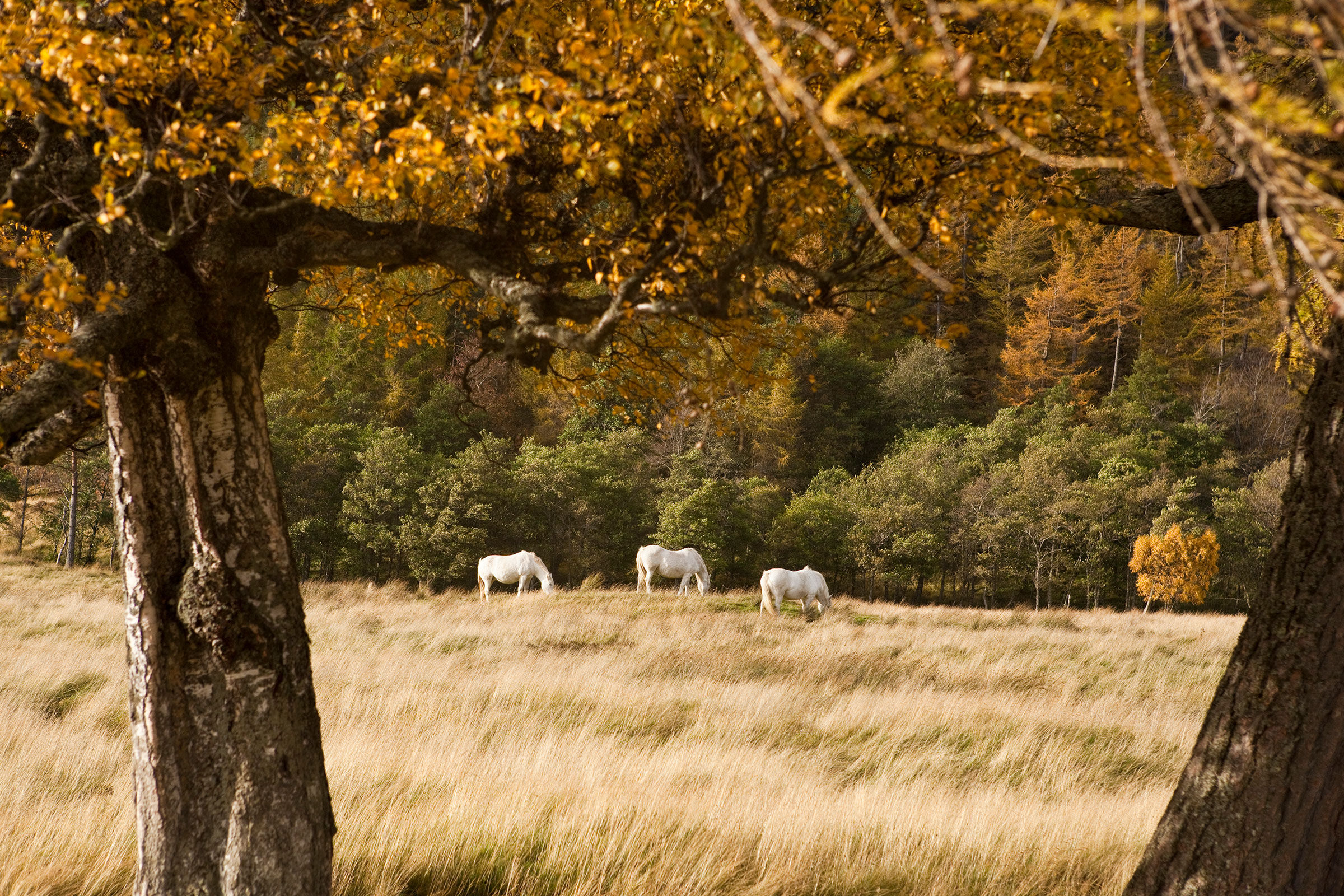 Trip to the Scottish Highlands