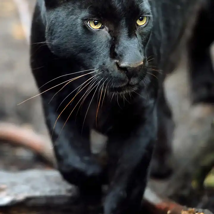 Big Cats Of India Black Panther Ker & Downey