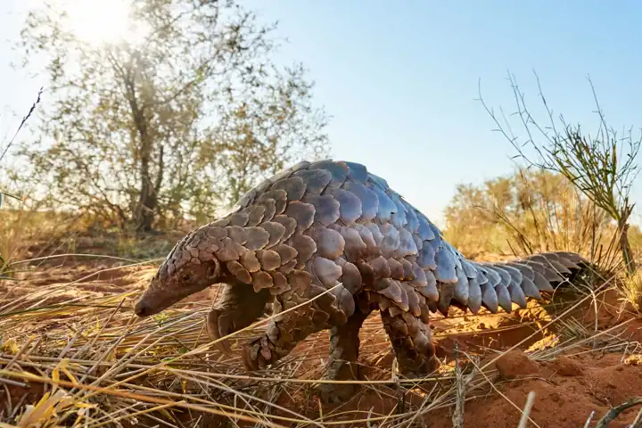 The Pangolin What It Is And Where To Find It Ker Downey HERO