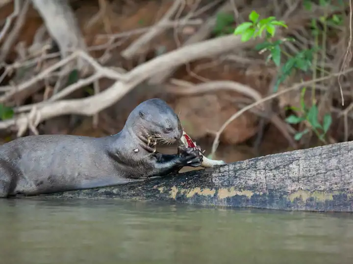 Pantanal Giant River Otter