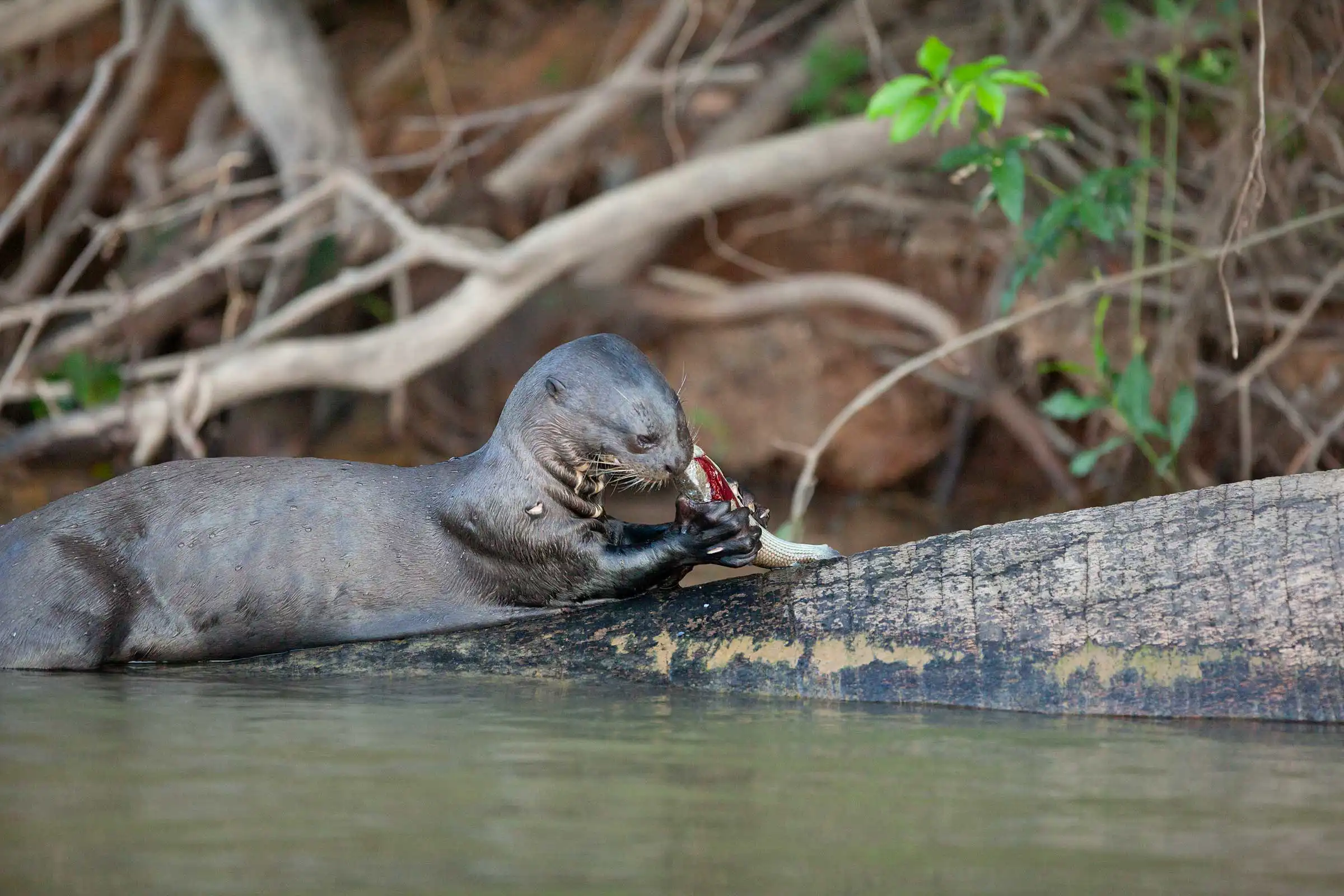 World's Most Elusive Wildlife - 5 Lesser Known Animals Worth Traveling ...