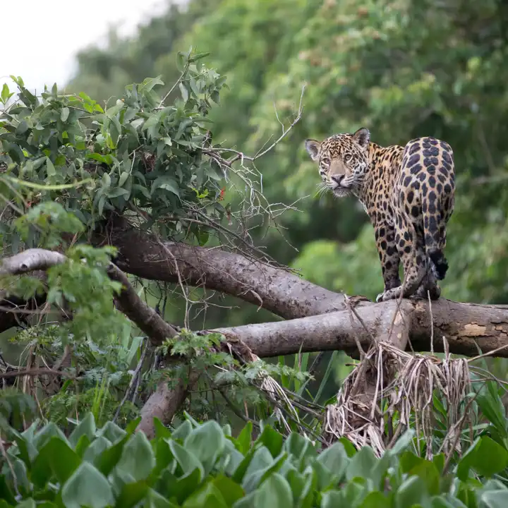 Pantanal Luxury Safari HERO