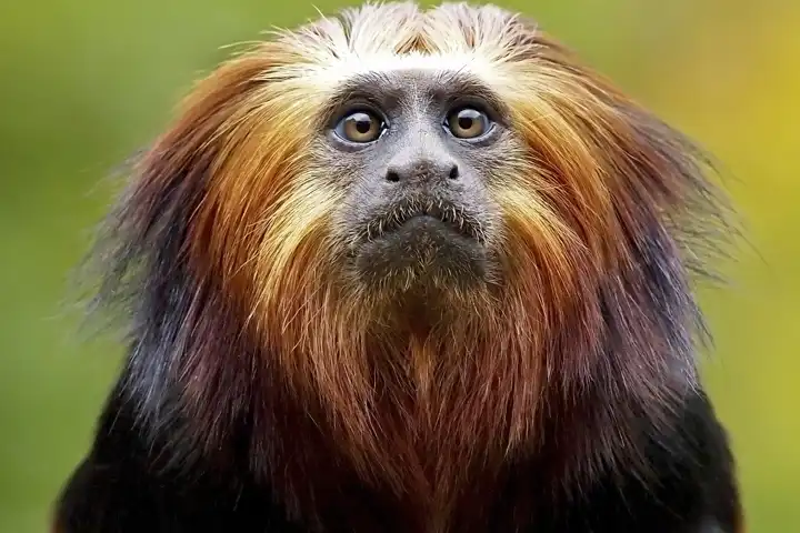 Brazil_Wildlife
