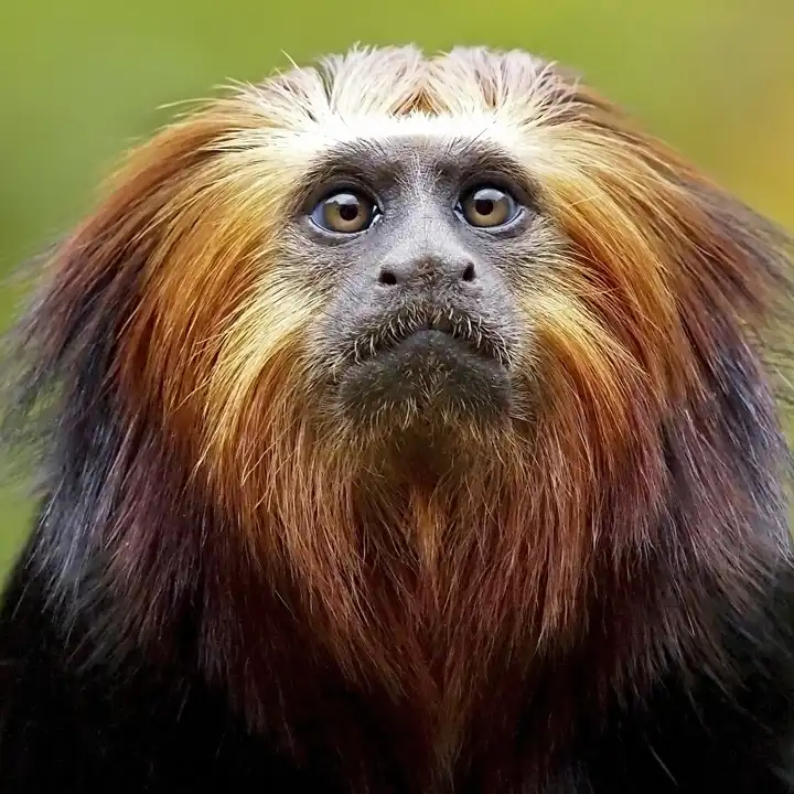 Brazil_Wildlife