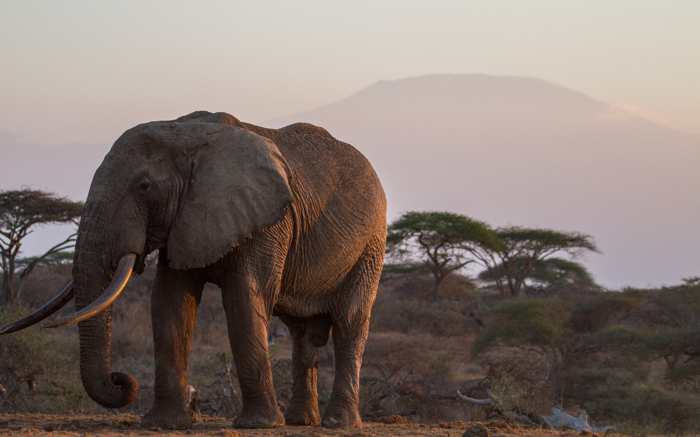 Elephant in Kenya at sunset
