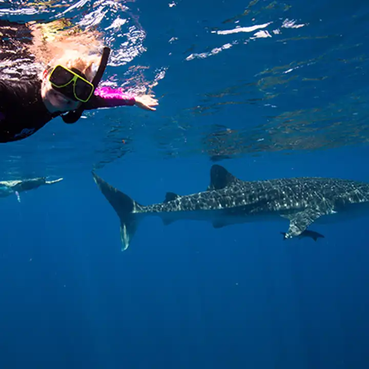 Support Australia Wildfire Relief Ningaloo Reef Sal Salis Ker Downey