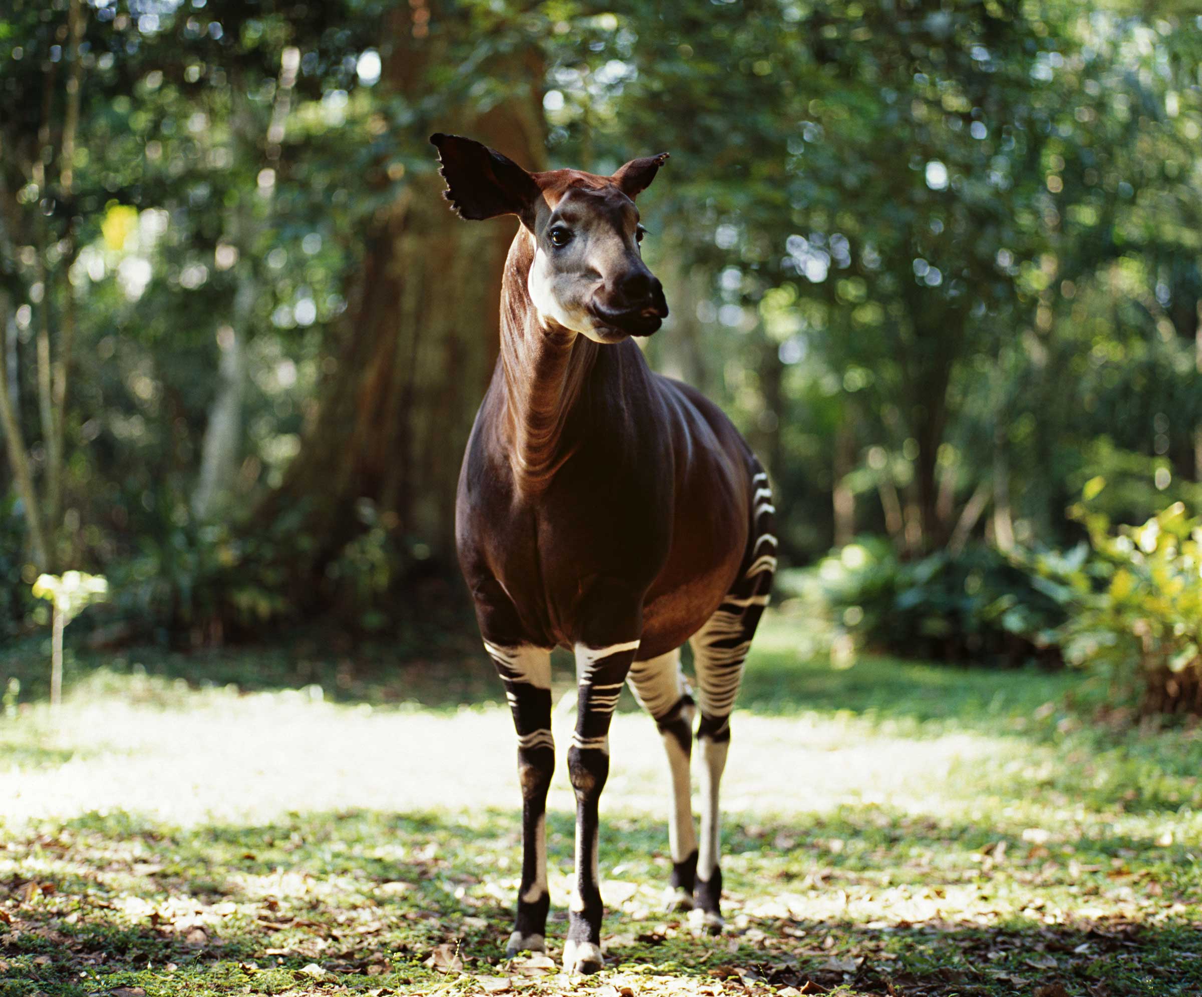 Okapi Bizarre Animals on an African Safari