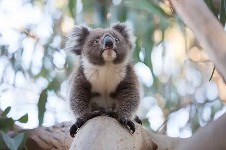 Support Australia Wildfire Relief Travel In Australia Ker Downey