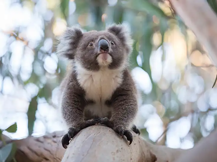 Support Australia Wildfire Relief Travel In Australia Ker Downey