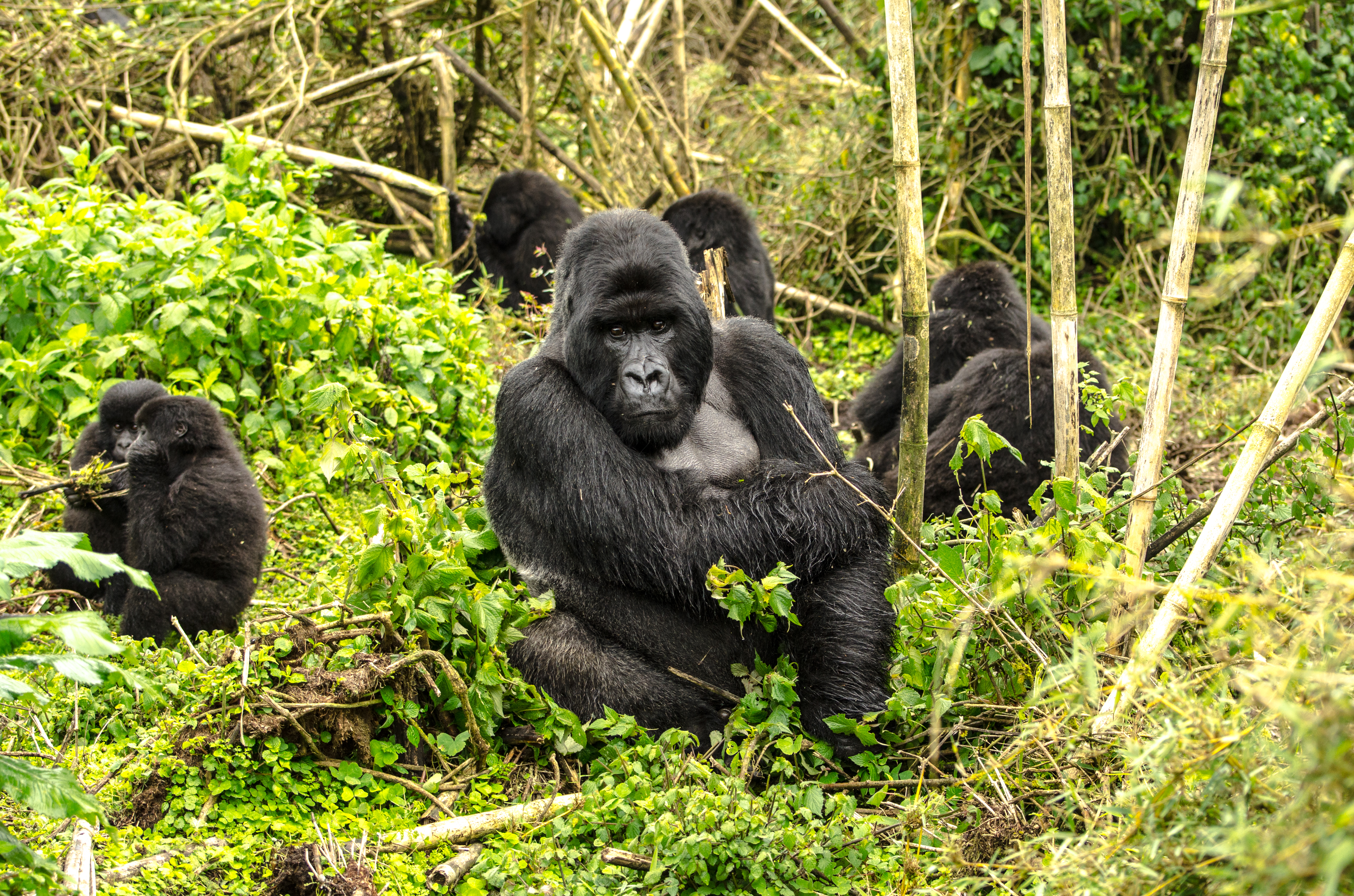 Rwanda Gorilla Trek