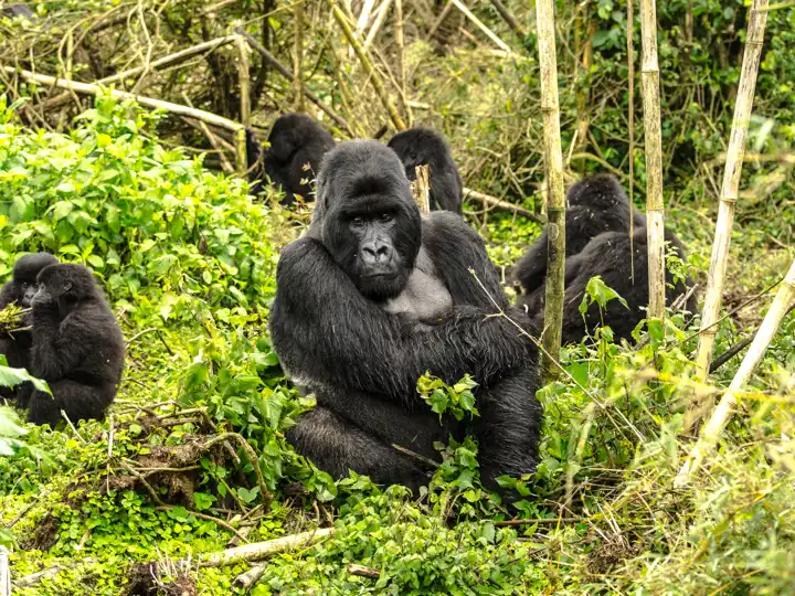 Primate Safari Guide: Gorilla Rwanda