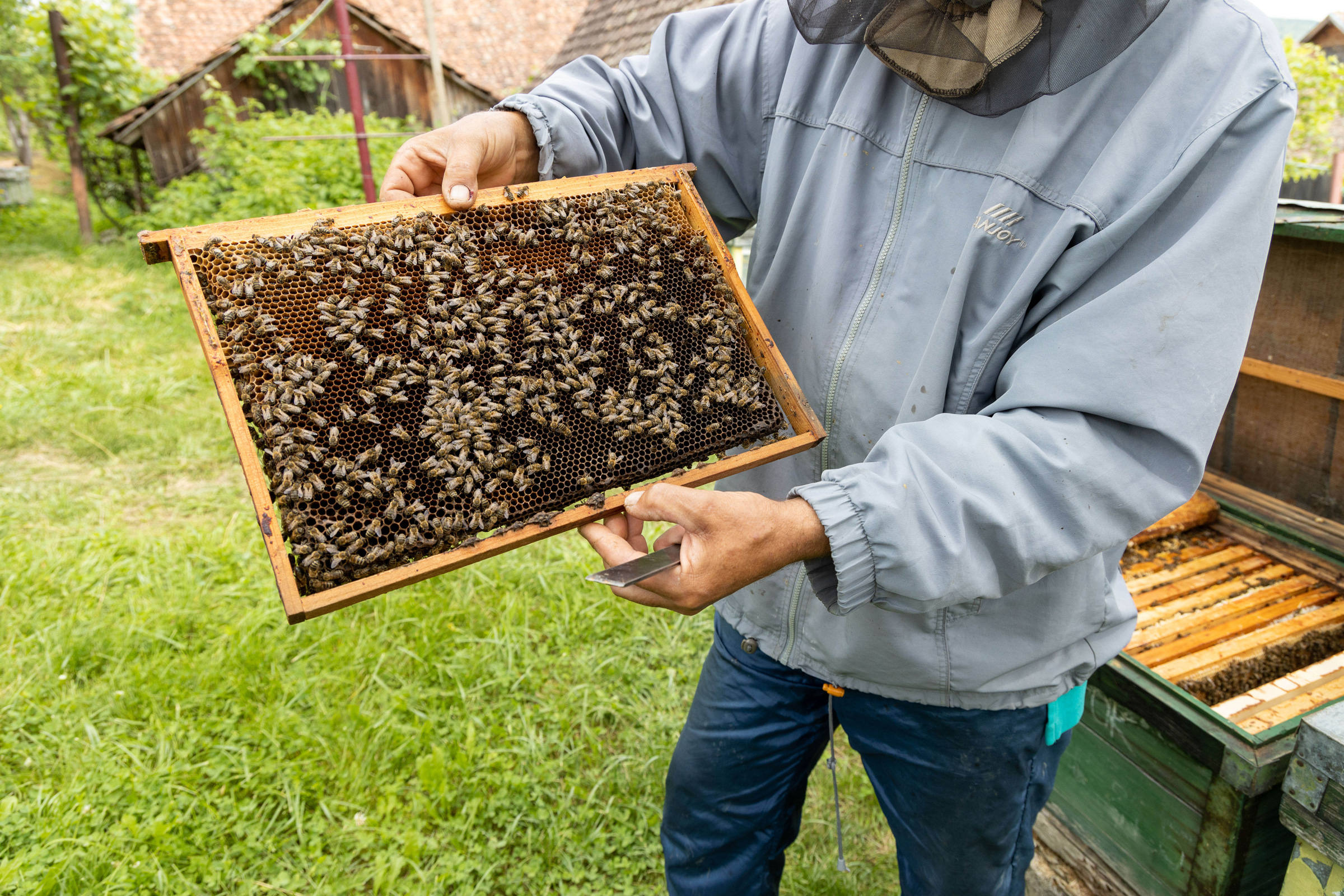 Romania_Beekeeper_Andreea_Macri