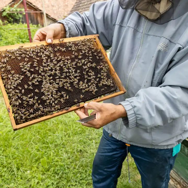Romania_Beekeeper_Andreea_Macri