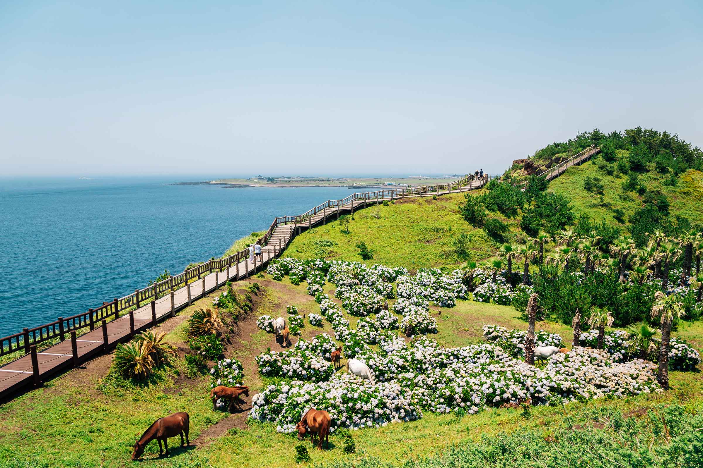 Jeju Island South Korea Hallasan National Park