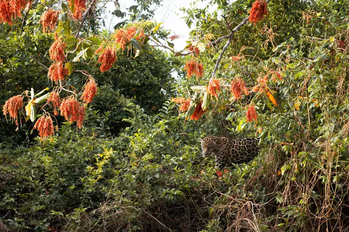 Jaguar Safari Pantanal Packing List