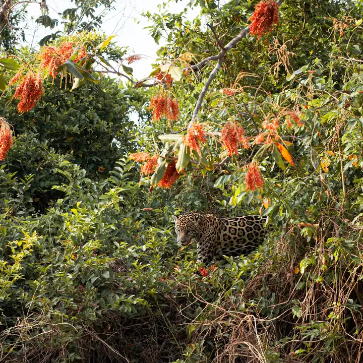 Jaguar Safari Pantanal Packing List