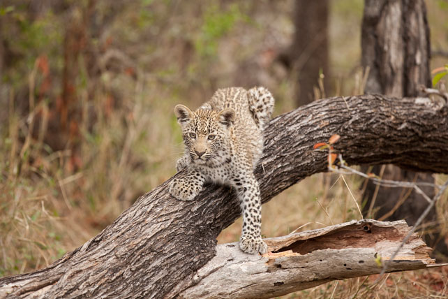 leopard on African safari