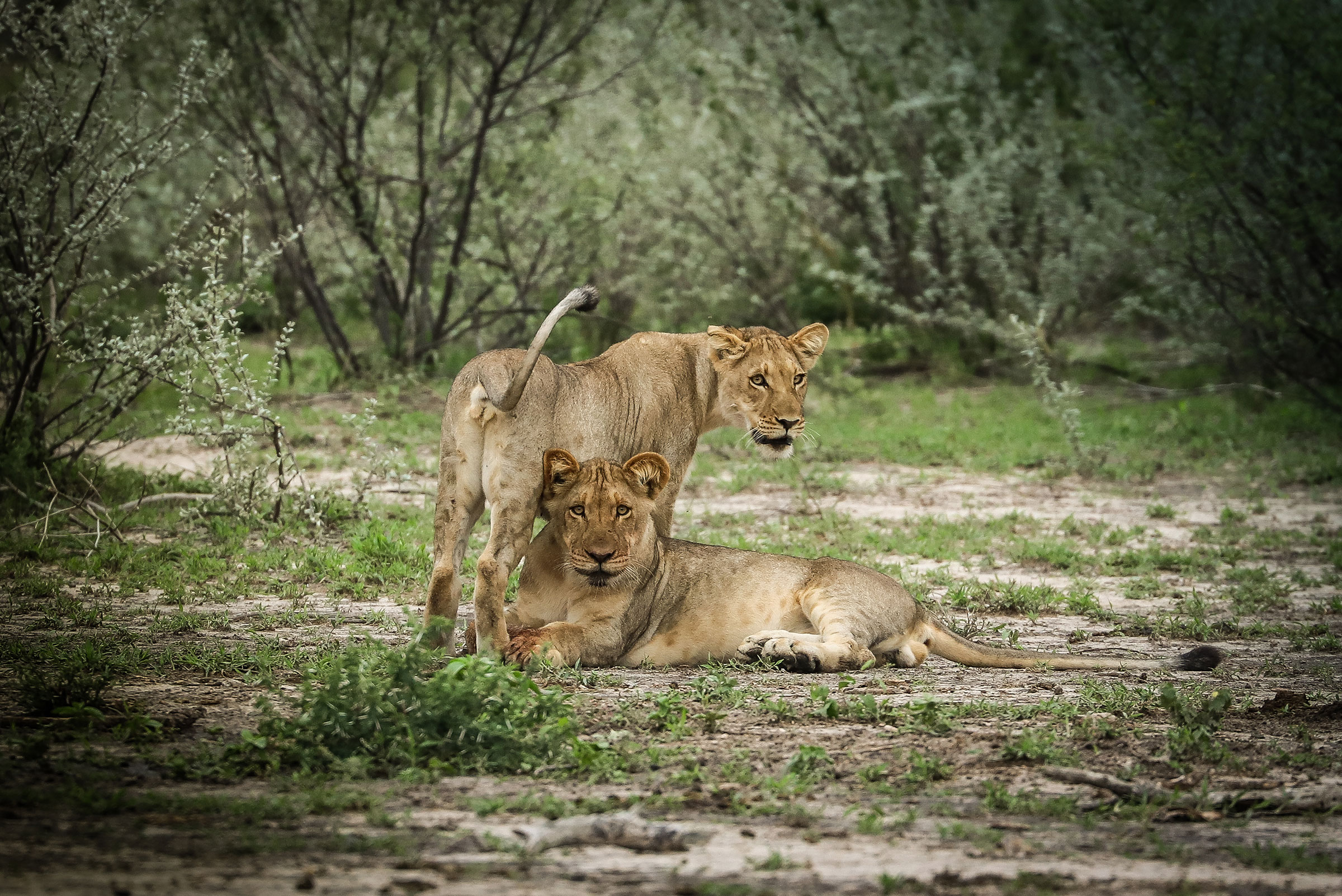 lions at Dinaka - Botswana safari