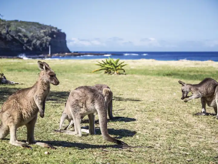 Australian Wildlife Luxury Australia Travel Ker Downey1