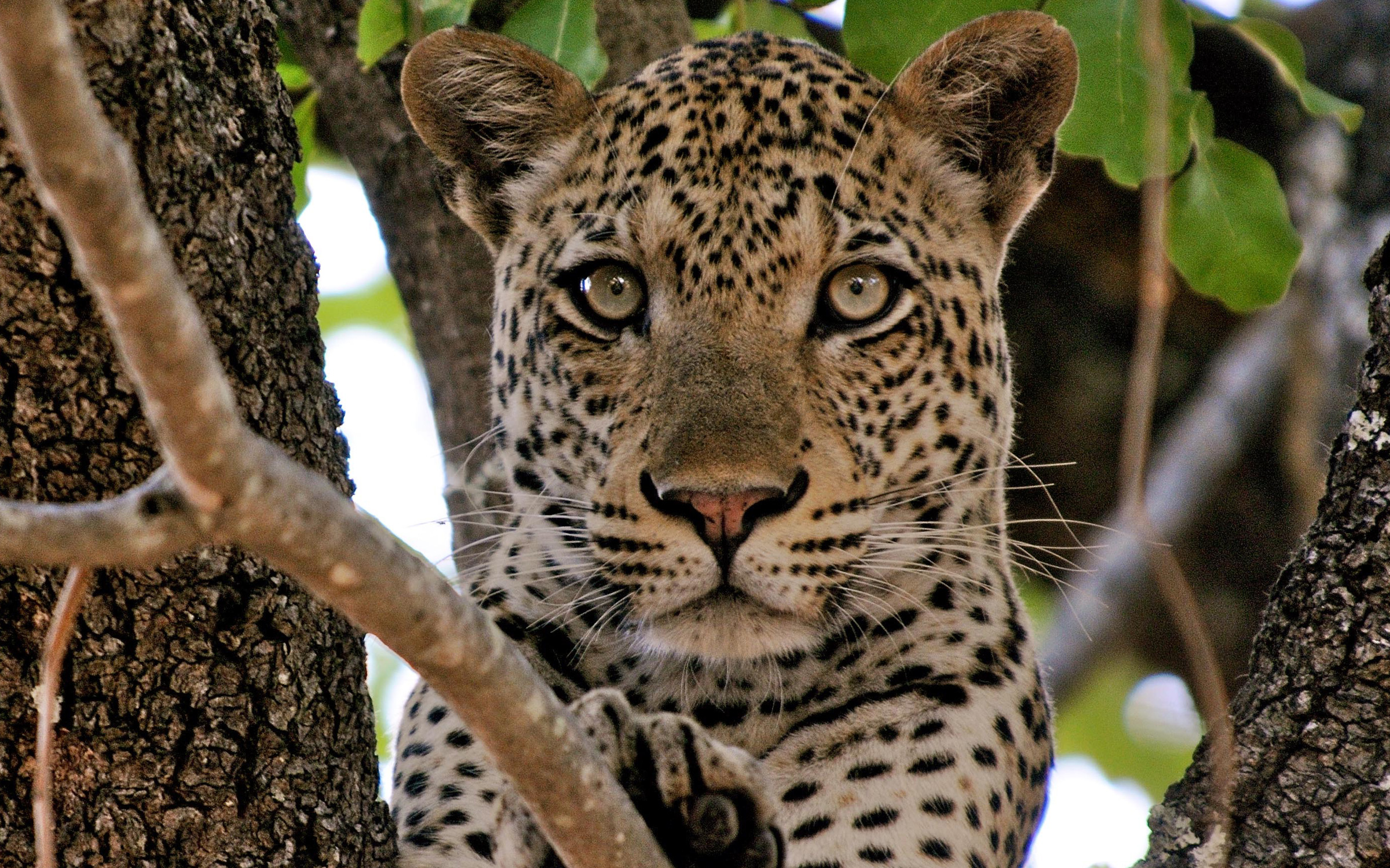 Leopard in a tree on a Zambia and South Africa safari