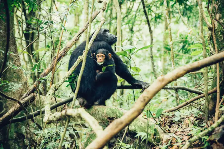 The Primate Safari By Ker & Downey HERO Greystoke Mahale