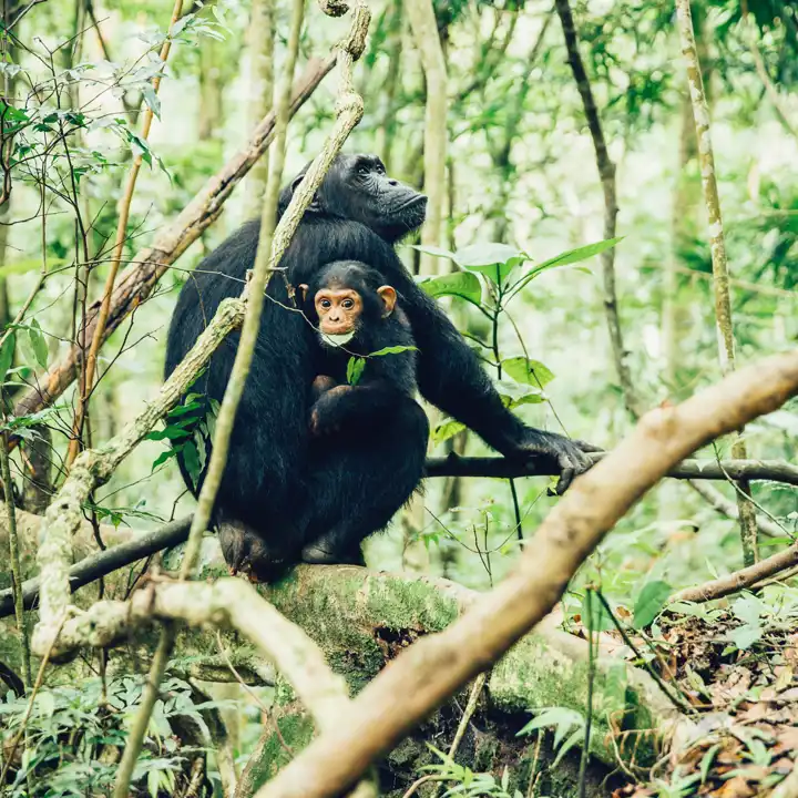 The Primate Safari By Ker & Downey HERO Greystoke Mahale