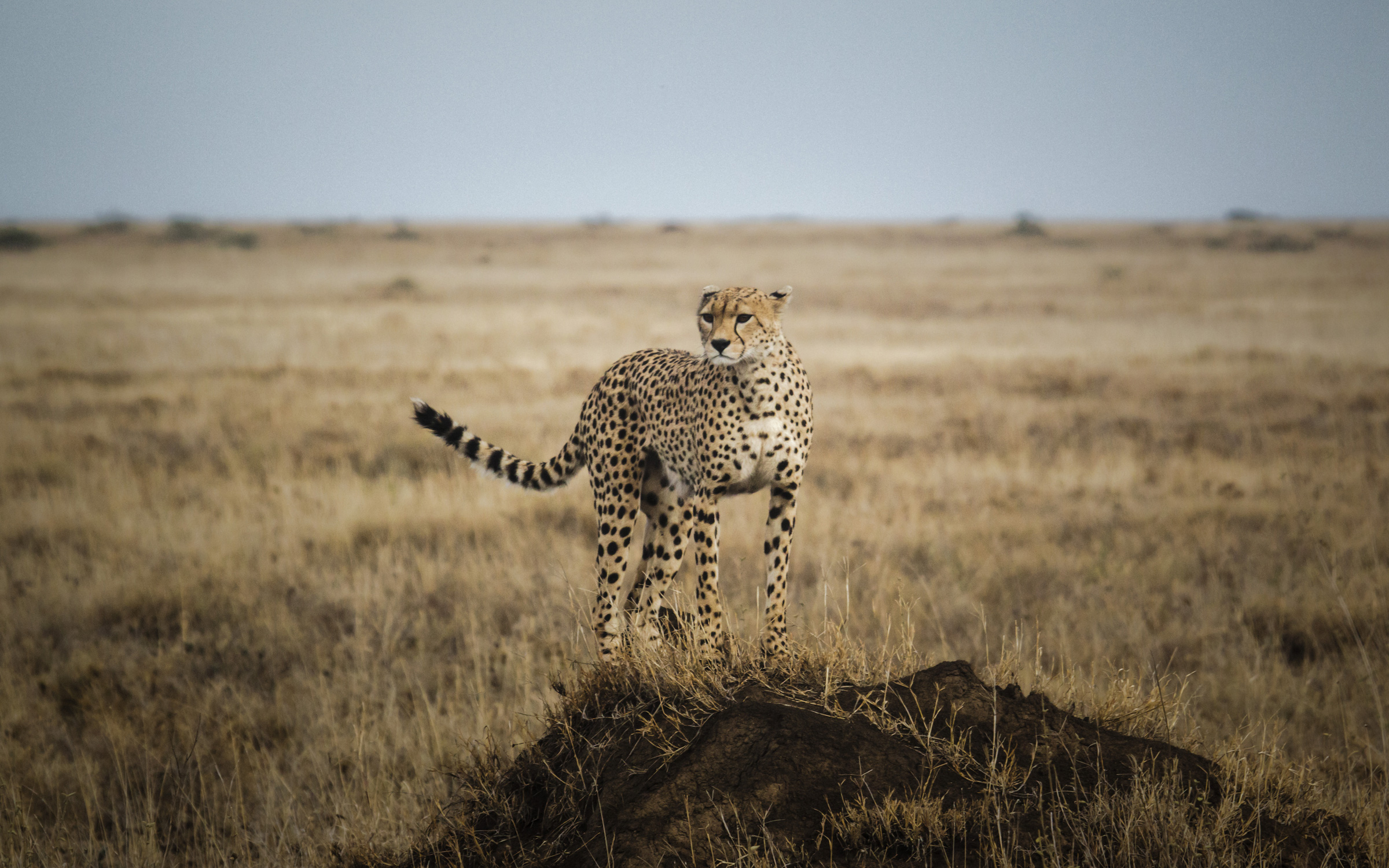 Ker & Downey Tanzania Luxury Safari - Custom Itinerary - Cheetah