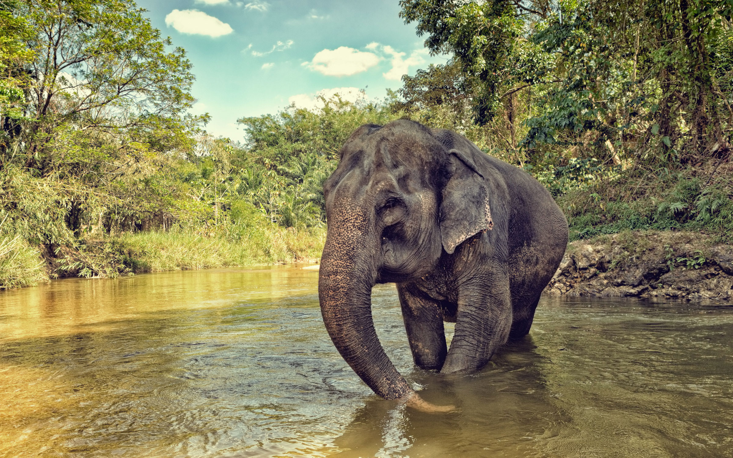 India Luxury Safari - Endangered Eight India Wildlife Tour - Conservation Jungle Safari Package in India