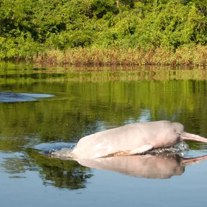 Best Peru Amazon Experiences Top 5 Experiences To Add To Your Itinerary Delfin Pink Dolphin