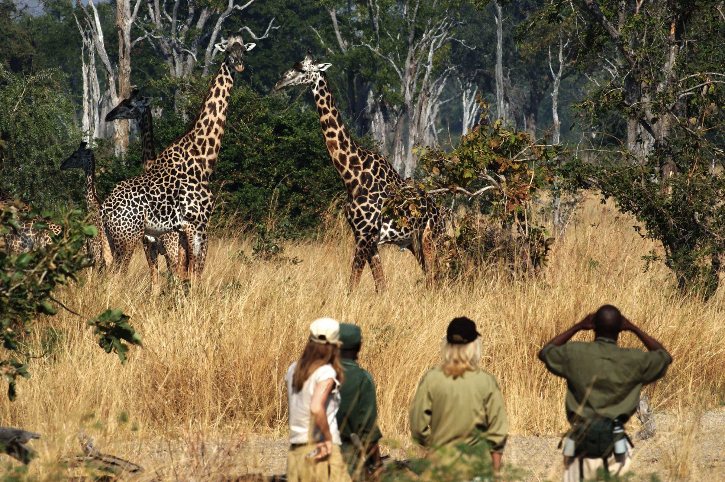 Walking Safaris in Africa - Zambia
