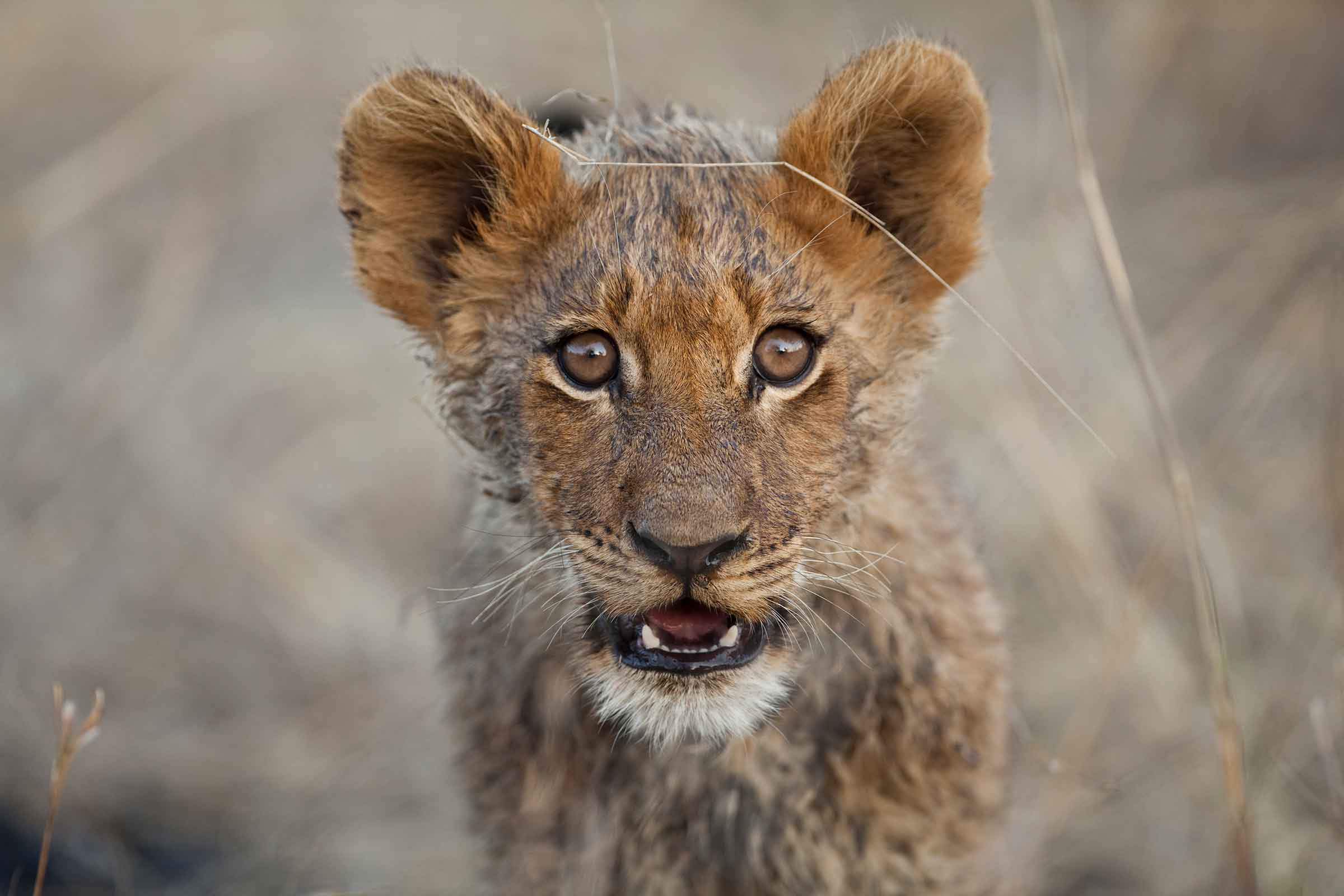 lion cub African Safari - A Day in the Life on a South African Safari - Discover South Africa with Ker & Downey