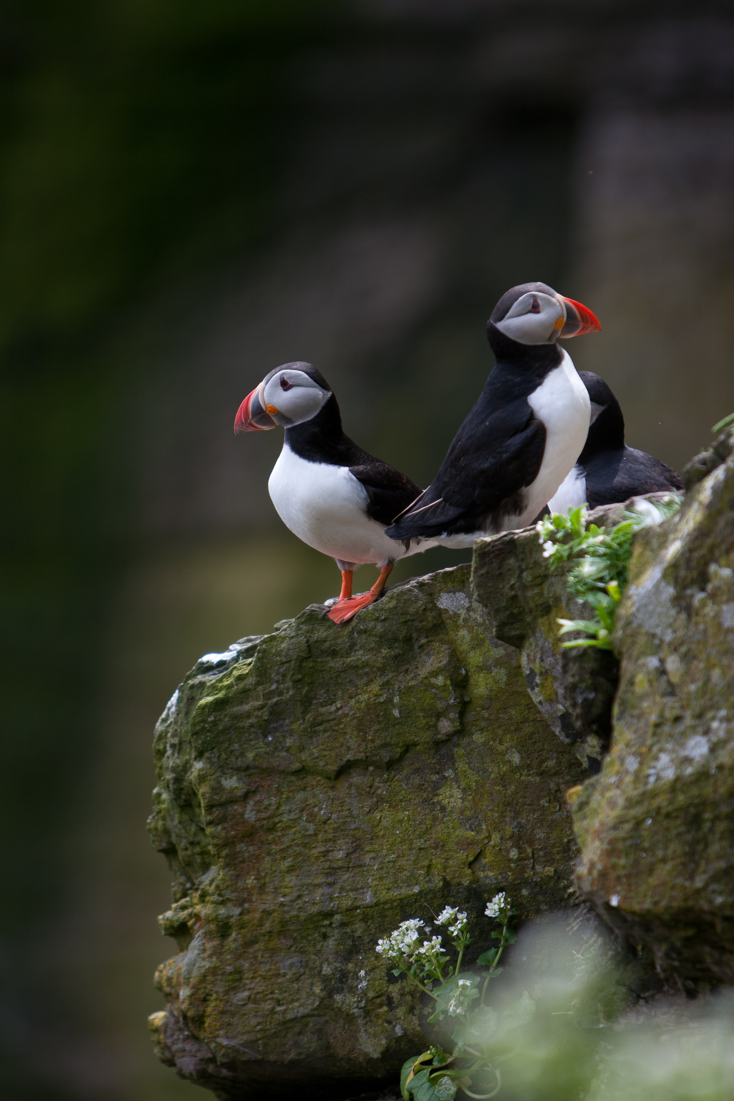 Ireland-Puffins
