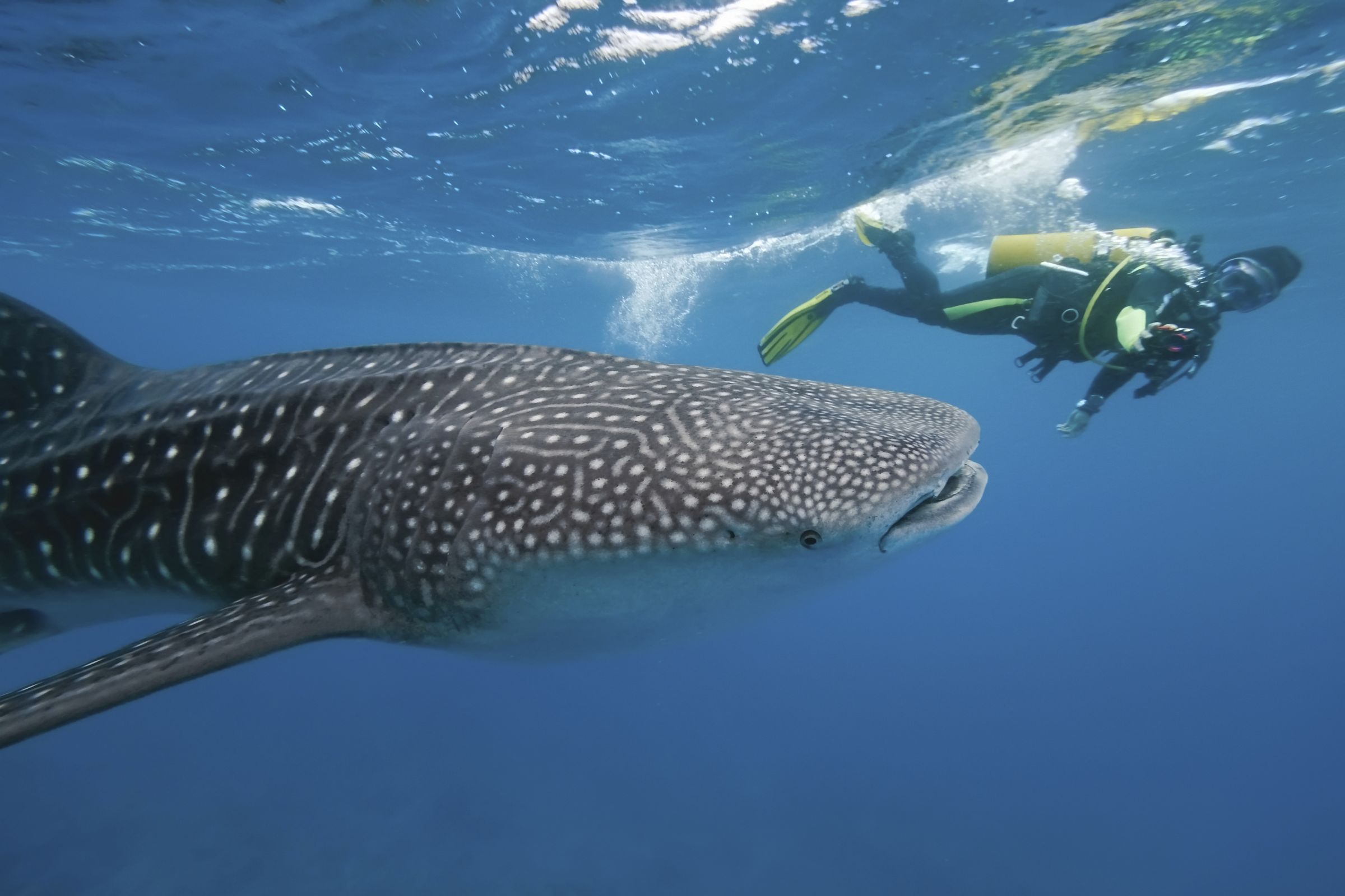 Maldives Wildlife Sea Safari - Maldives Island Tour Package - 10 Day Maldives Tour