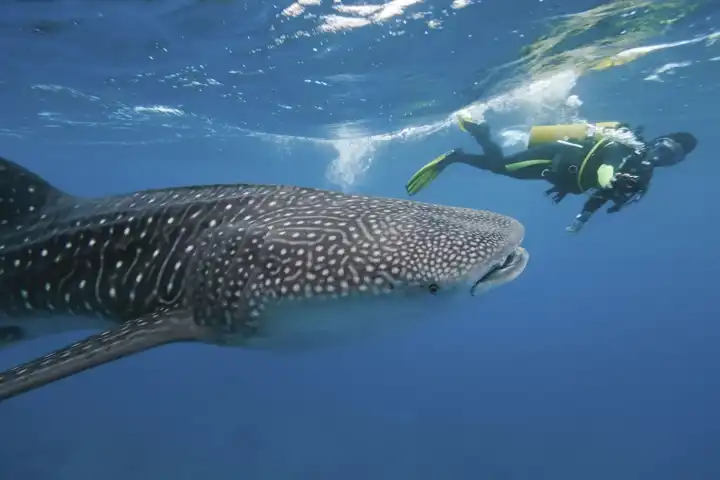 Maldives Wildlife Sea Safari Maldives Island Tour Package 10 Day Maldives Tour