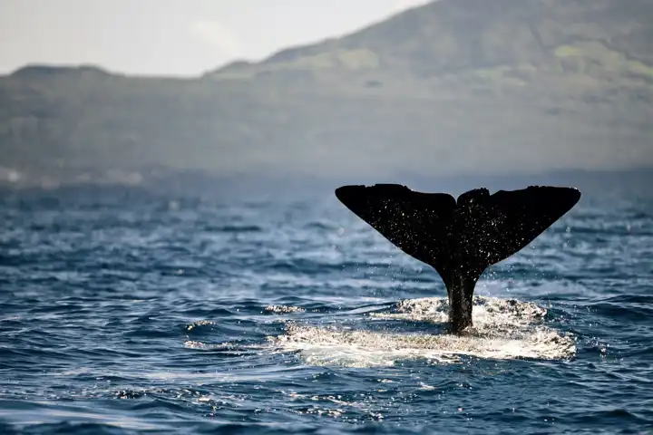 Best Of The Azores FEATURE