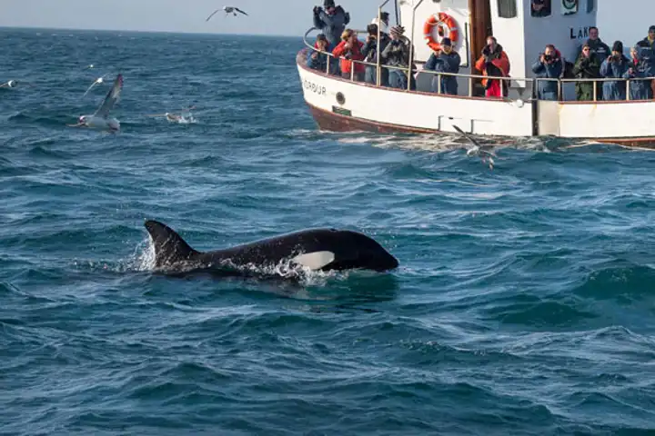 Private Whale Watching In Iceland