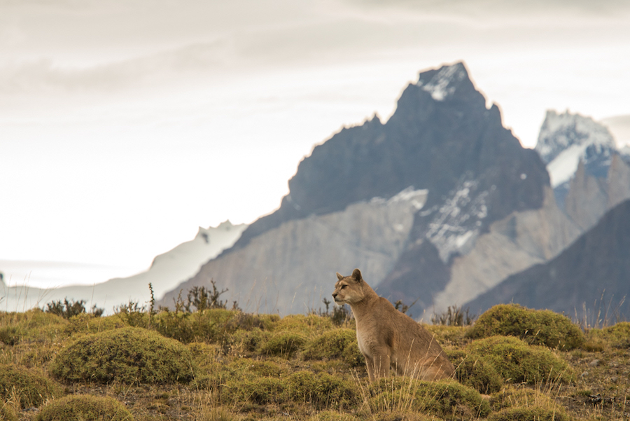 Patagonia Wildlife Safari - Chile & Argentina Travel - Ker