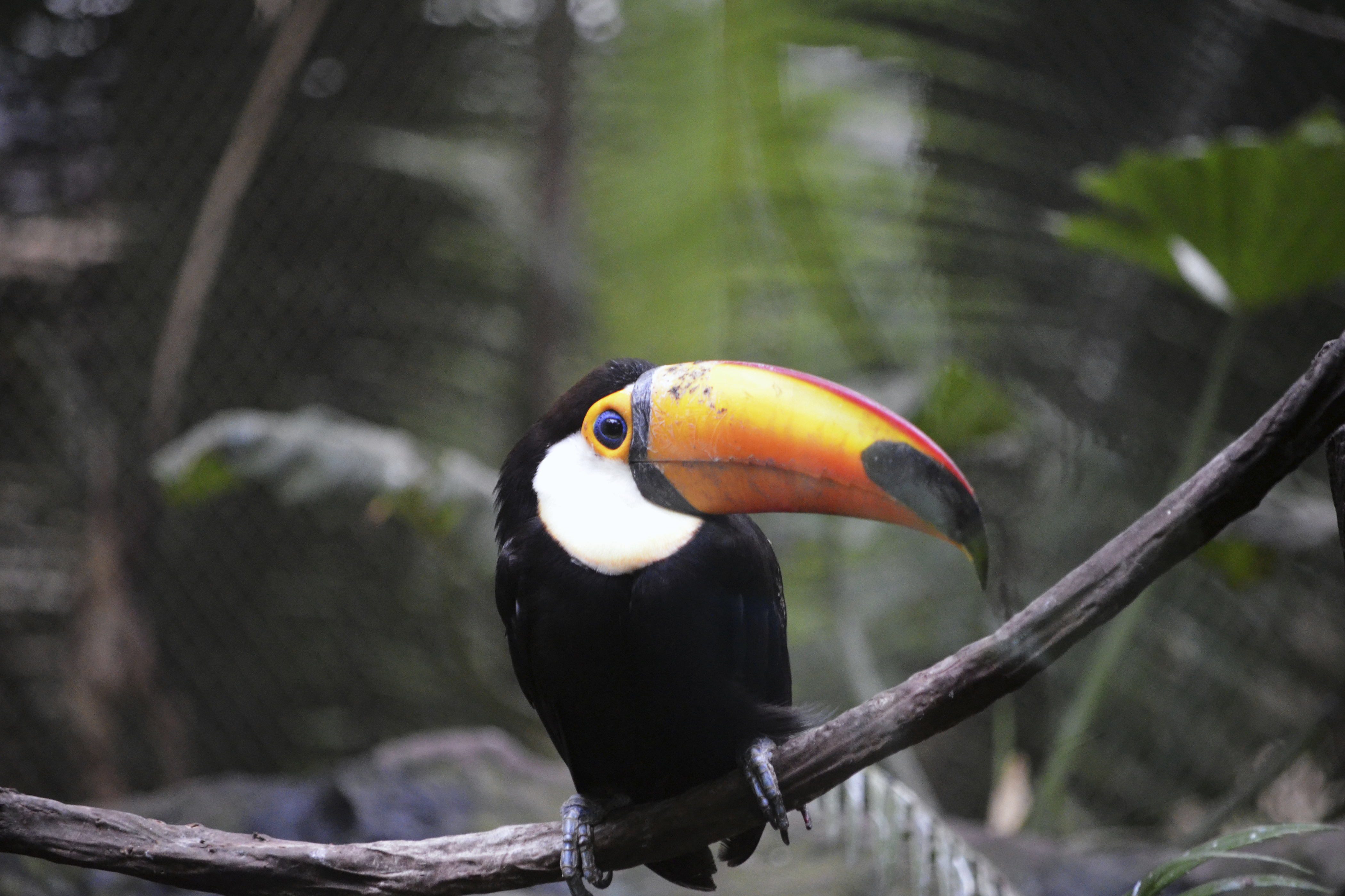 Tucan