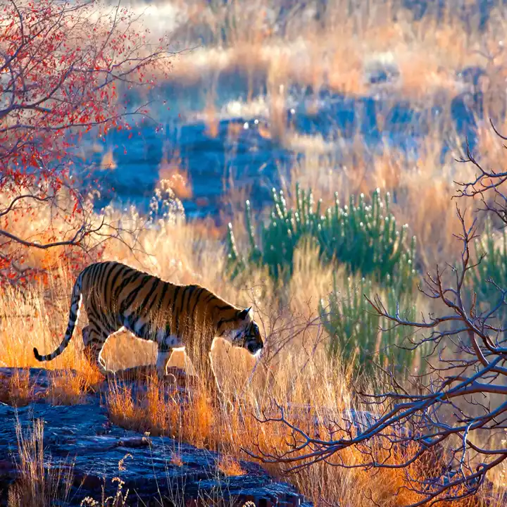 Tiger And Taj HERO