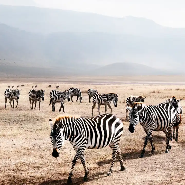 Ngorongoro_Crater
