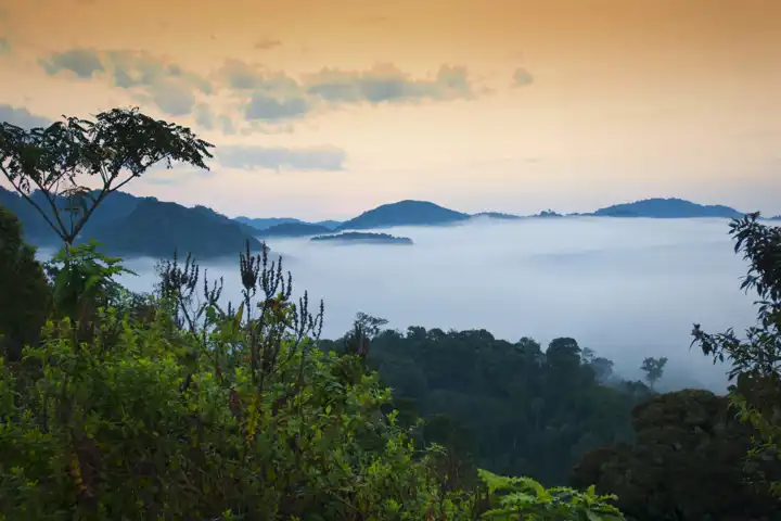 Rwanda Rain Forest