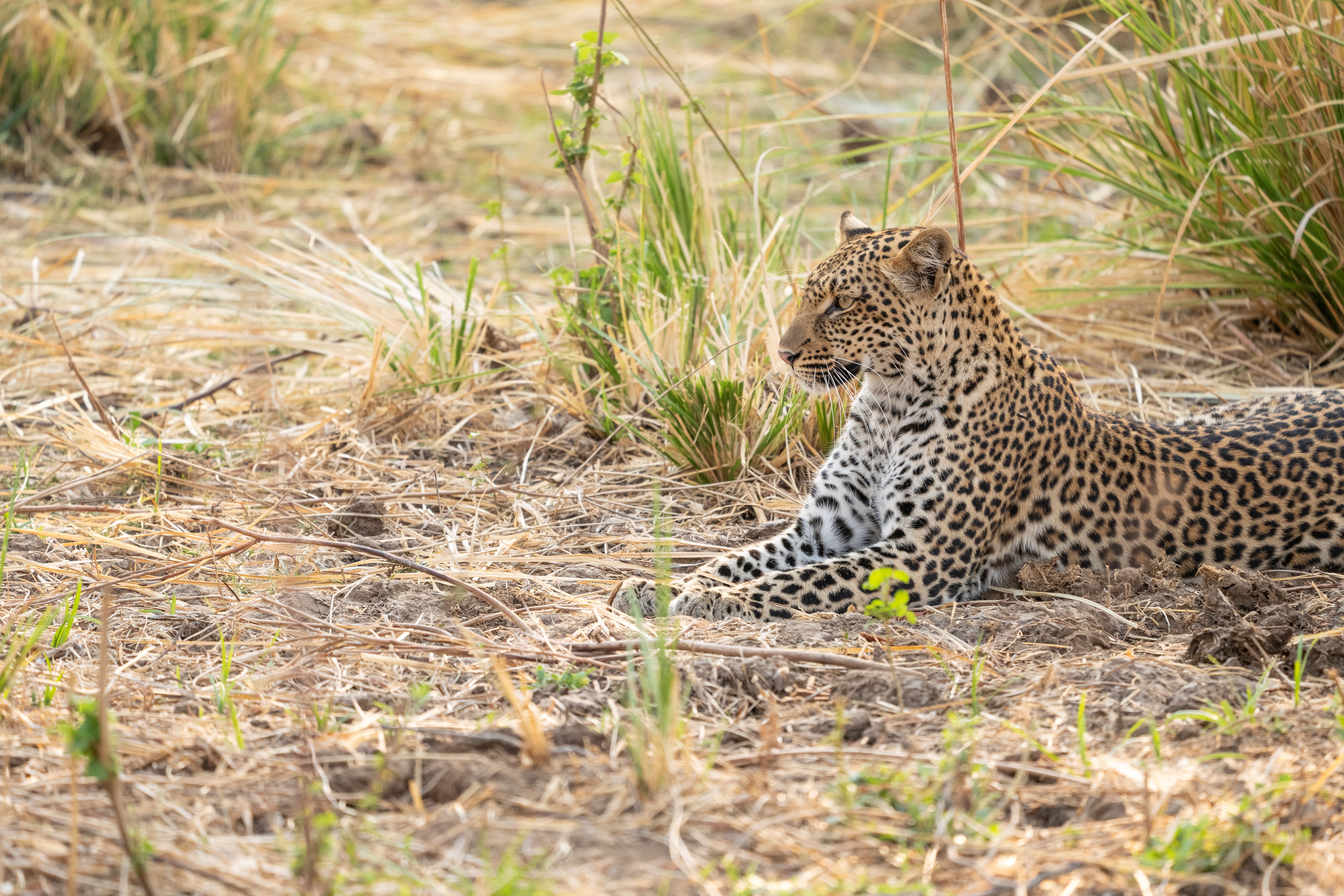Mana Sands - Luxury Zimbabwe Safari Camps - Ker & Downey World Travel - Leopard in Grass
