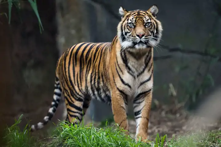 Luxury Tiger Safaris India Tiger Safaris Ker Downey HERO