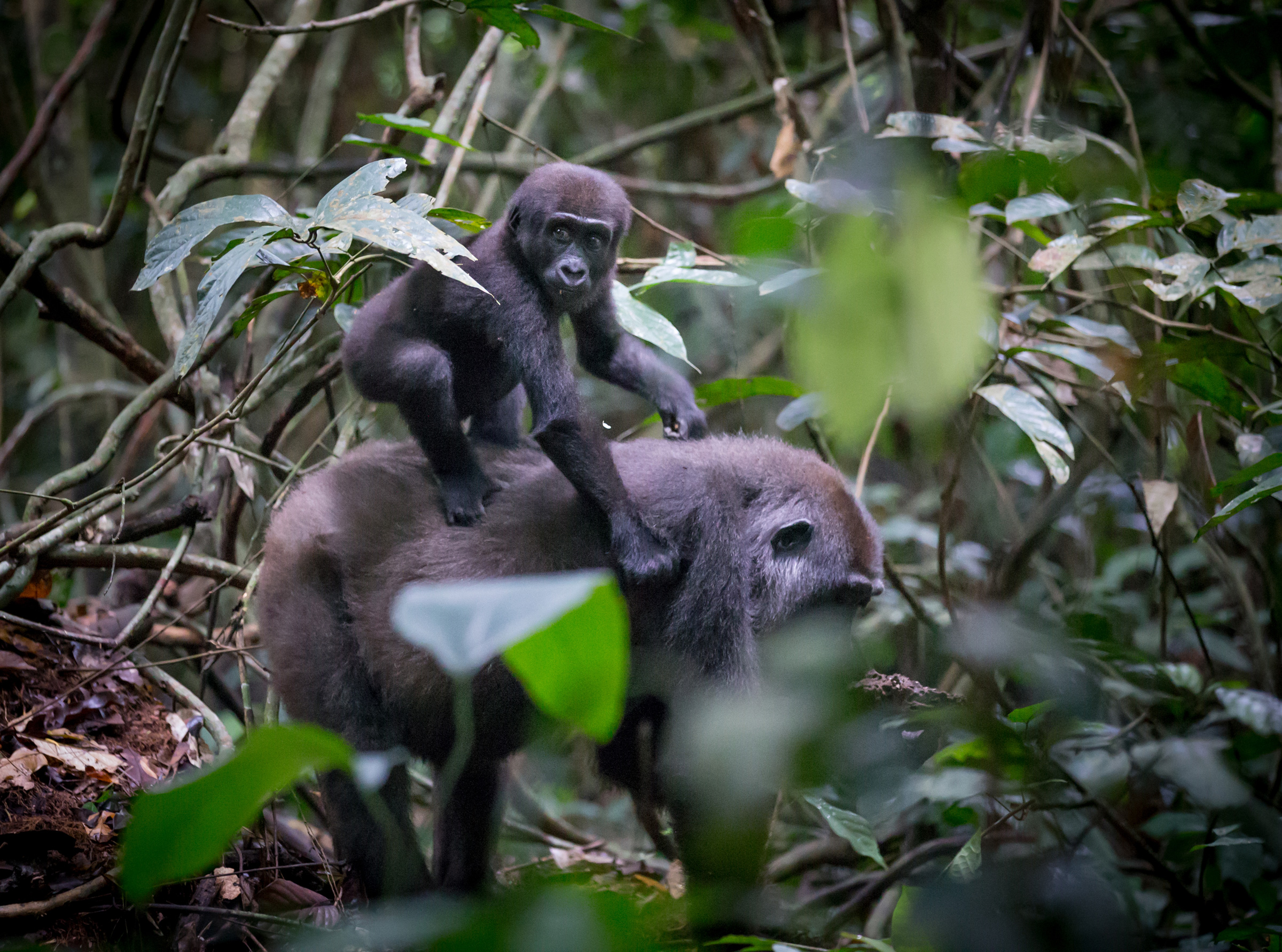 Republic_of_Congo_Gorilla_Trekking
