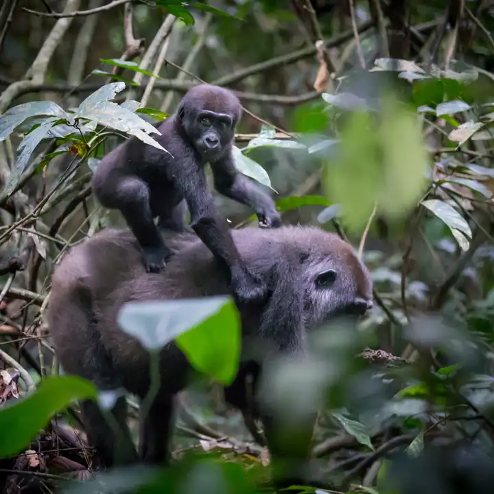 Republic_of_Congo_Gorilla_Trekking