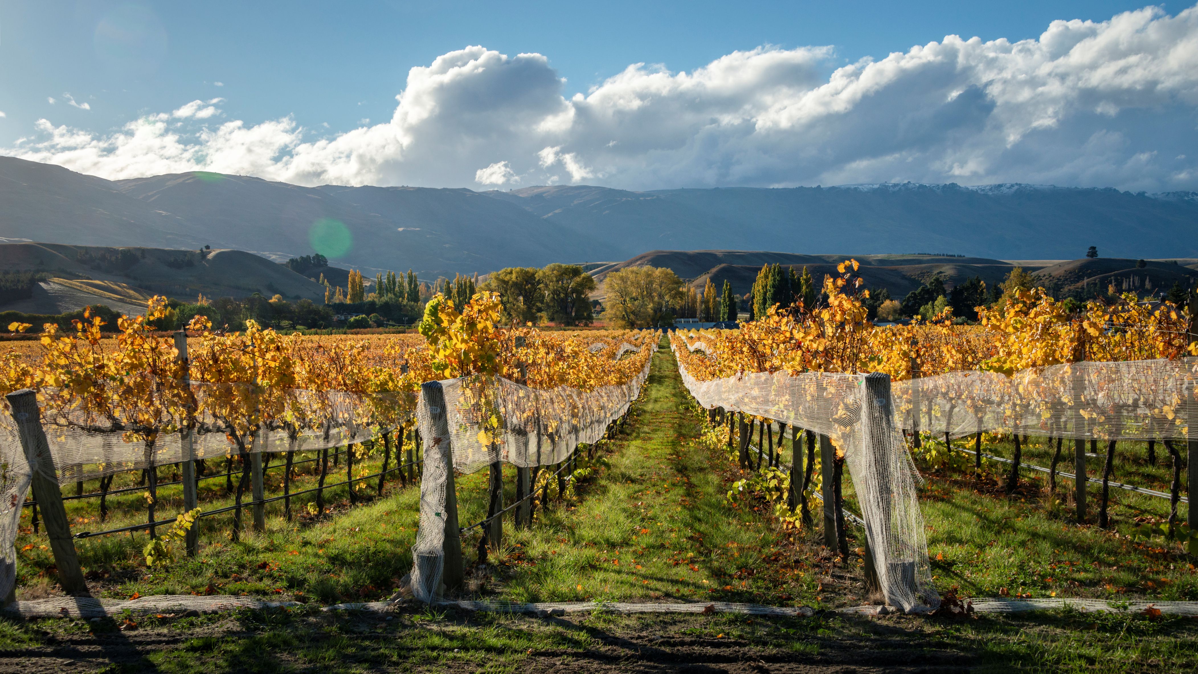 Best Time to Travel to New Zealand - Autumn Vineyard in Central Otago - Ker & Downey World Travel