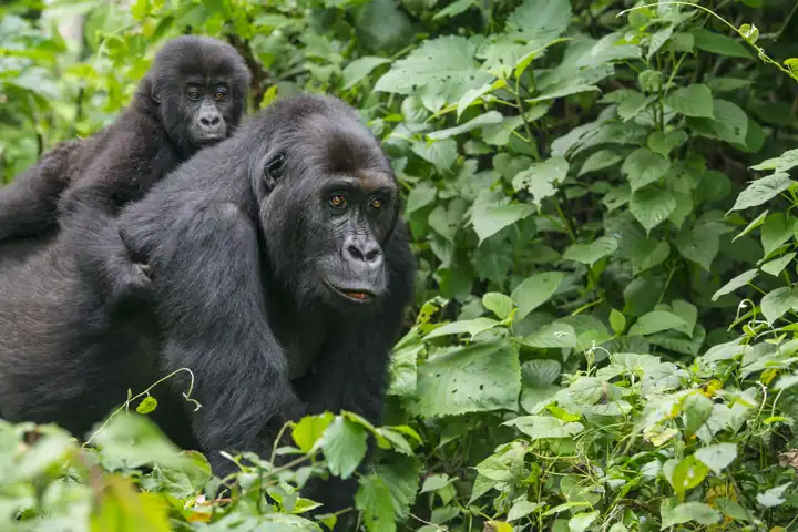 Primate Safari Guide: Gorilla