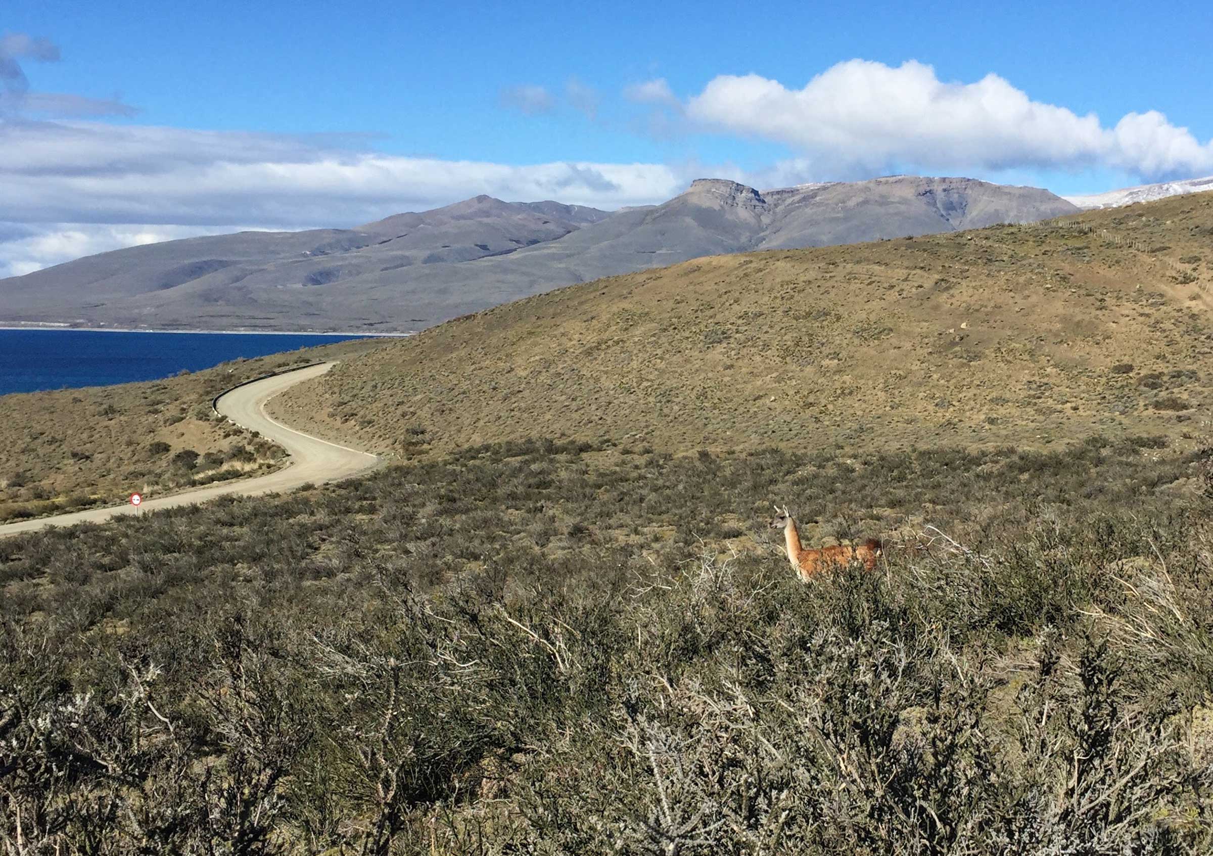 puma tracking in Chile Patagonia