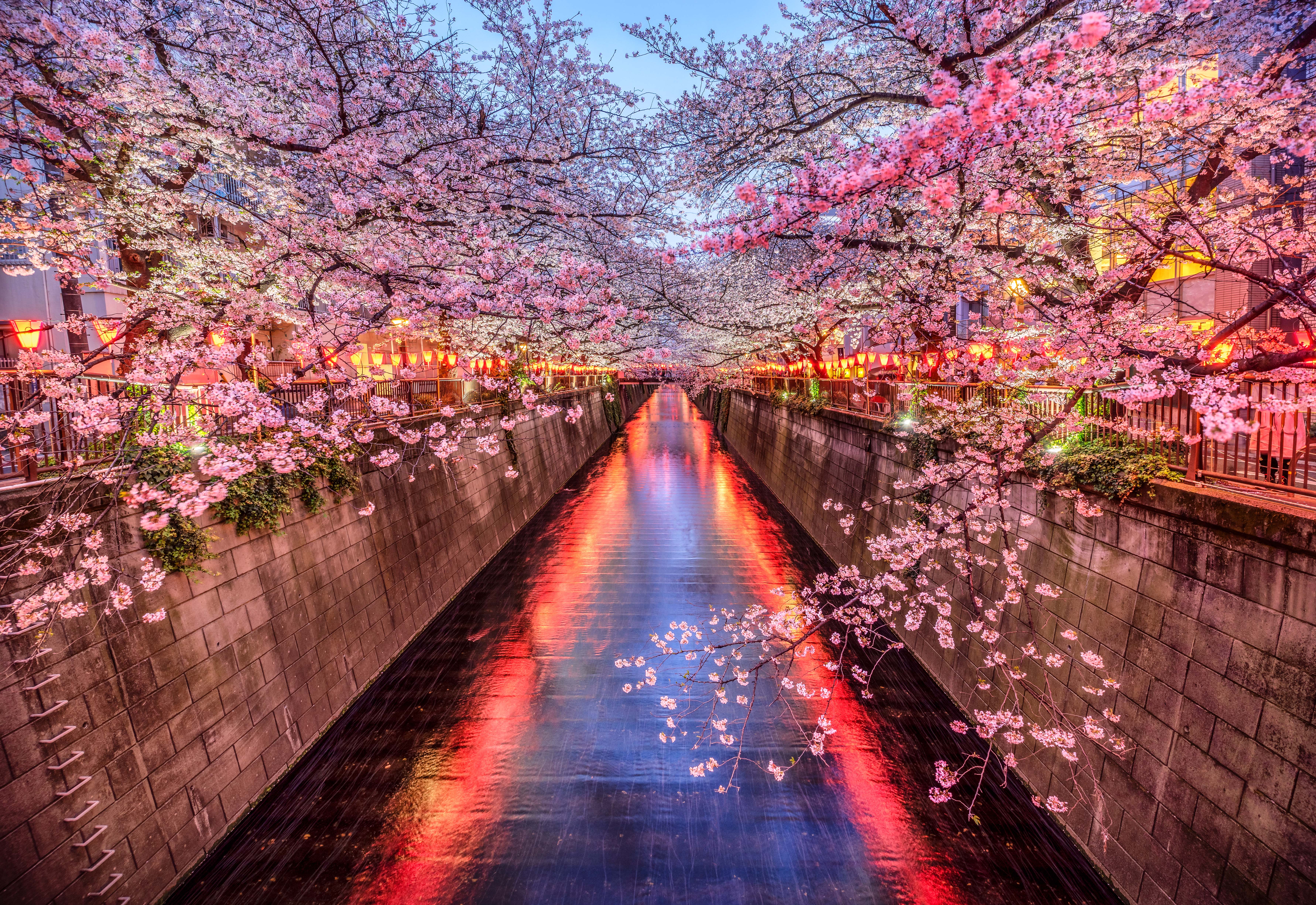Japan_Tokyo_Cherry_Blossoms